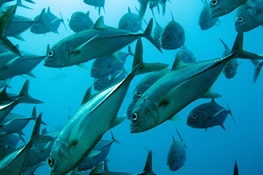 April 30--Sustainability Progress Should Precede Seafood Market Access, Researchers Urge